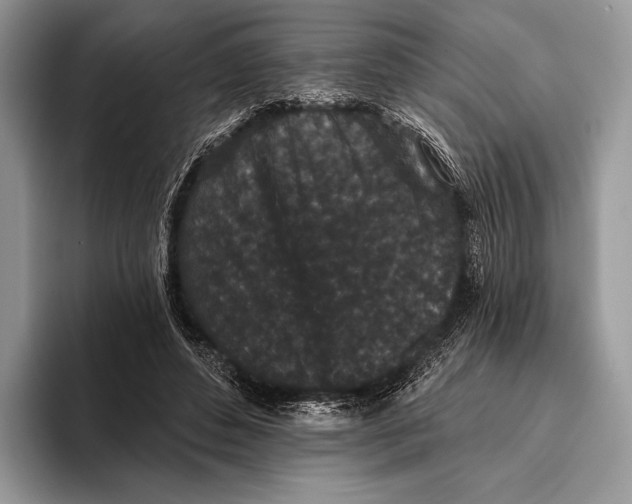 X0000095930496200802011024