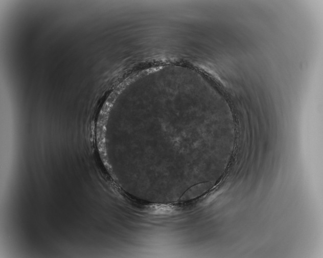 X0000095930528200802011023