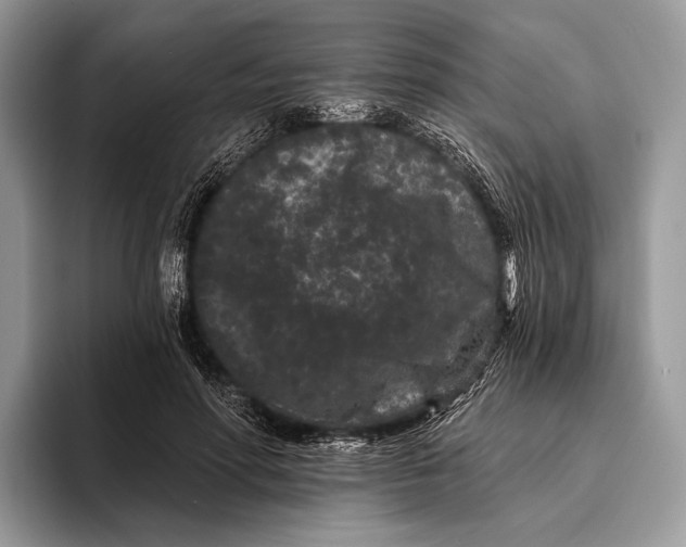 X0000095930598200802011023