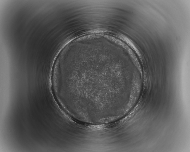 X0000095930810200802011020