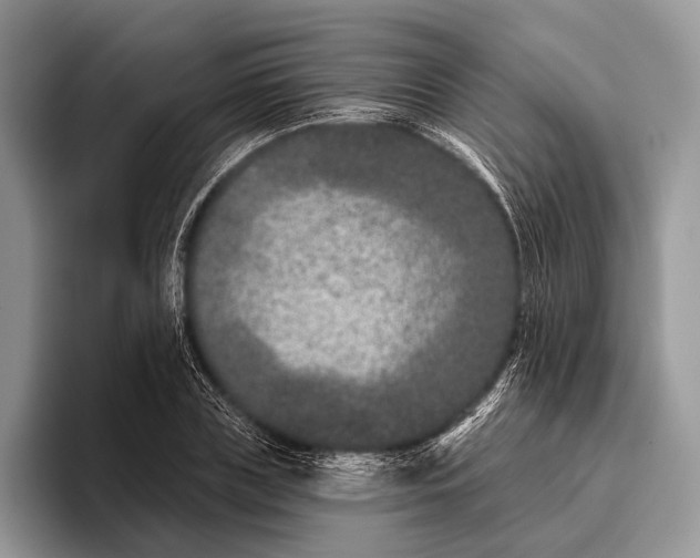 X0000095930835200802011019