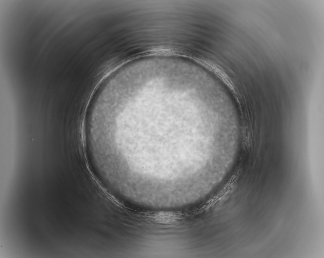 X0000095930839200802011019