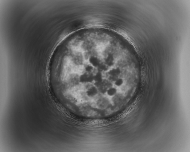 X0000095930879200802011019