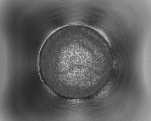 X0000095930903200802011019