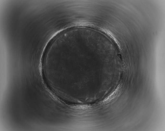 X0000095931024200802011017