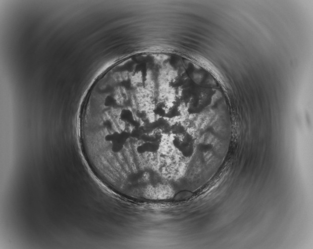 X0000095931095200802011016