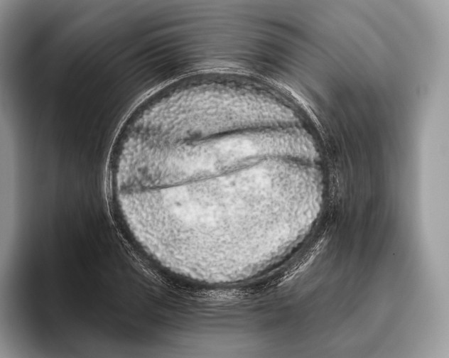 X0000095931125200802011016