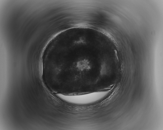 X0000095931323200802011013