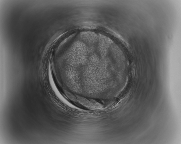 X0000095931448200802011011