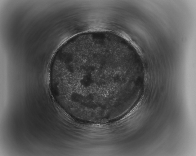 X0000095931459200802011011