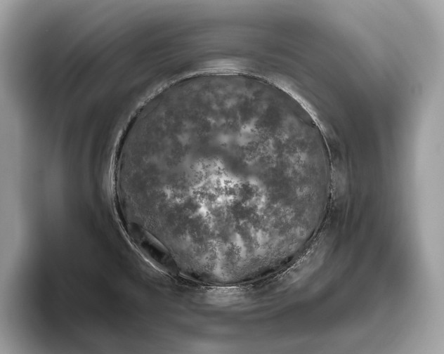 X0000095931477200802011011