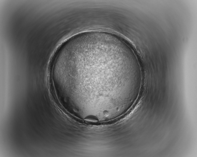 X0000095931506200802011011