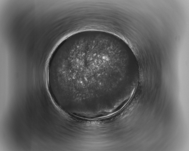 X0000095931515200802011011