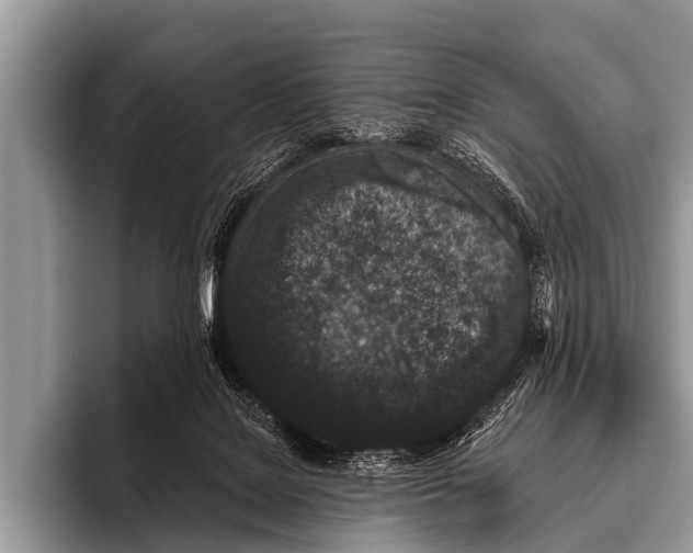 X0000095930076200802081225