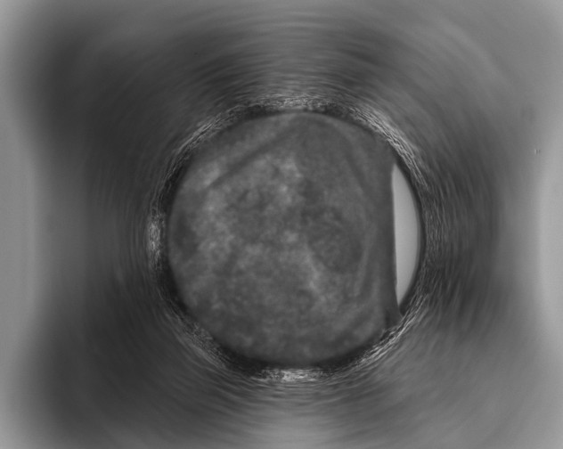 X0000095930165200802081224
