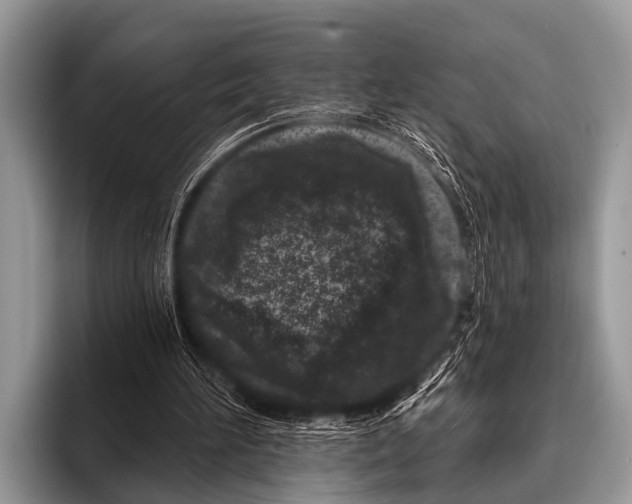 X0000095930196200802081224