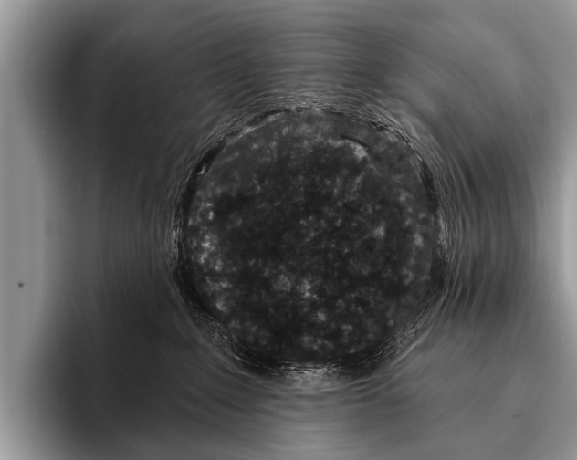 X0000095930235200802081223