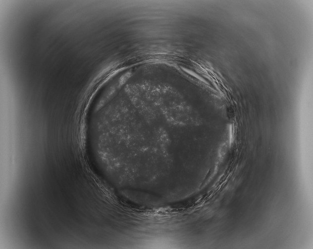 X0000095930243200802081222