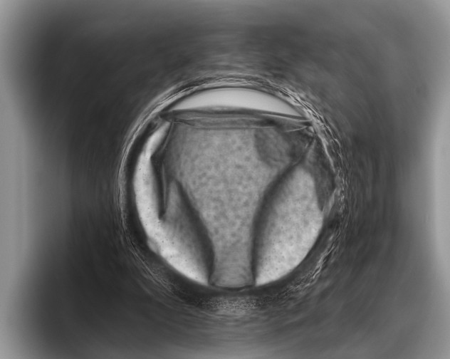 X0000095930296200802081222