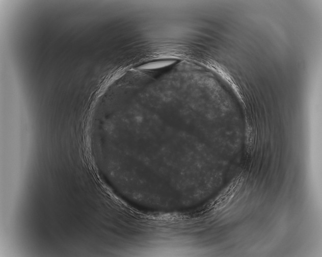 X0000095930385200802081221
