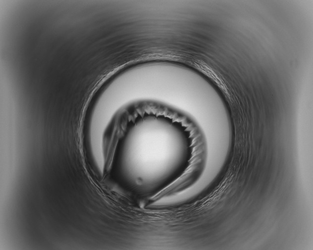 X0000095930436200802081220