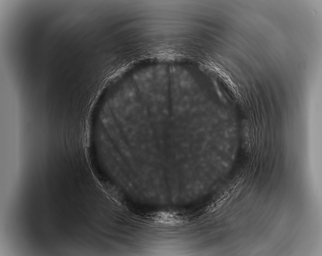X0000095930496200802081219