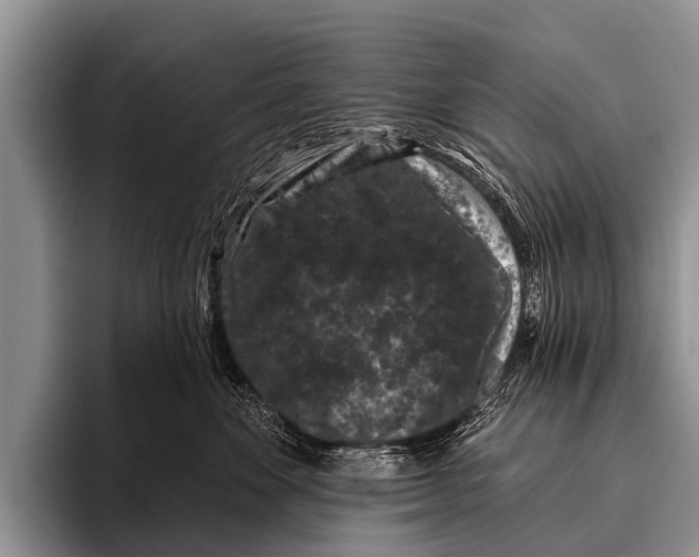X0000095930524200802081219