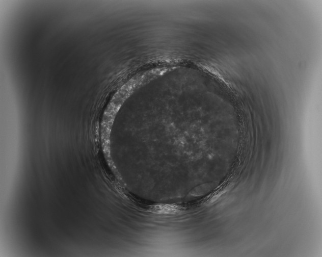 X0000095930528200802081219