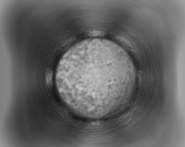 X0000095930550200802081219
