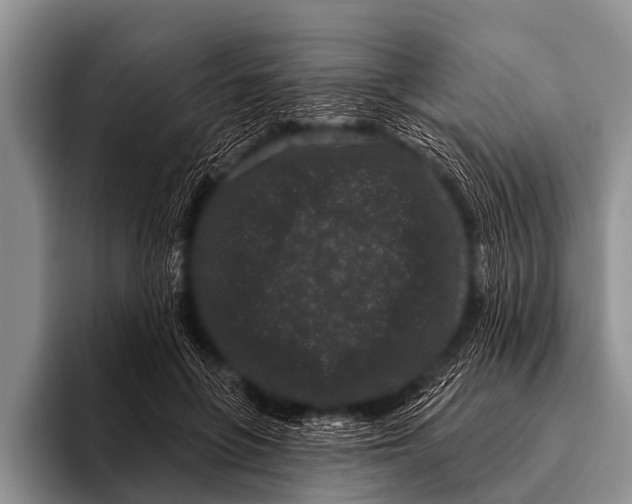 X0000095930551200802081219