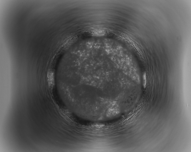 X0000095930598200802081218