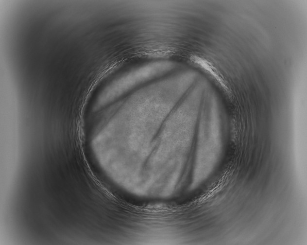 X0000095930634200802081217