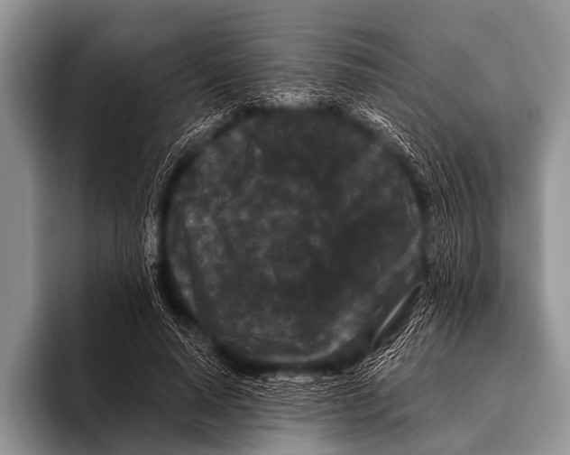 X0000095930640200802081217