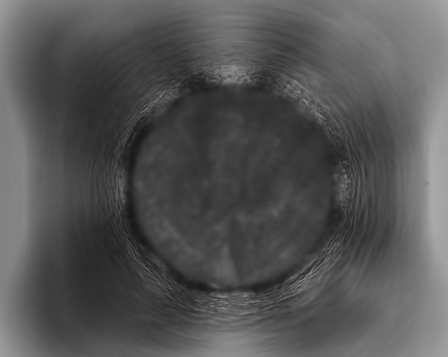 X0000095930643200802081217