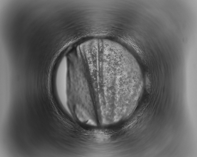 X0000095930684200802081217