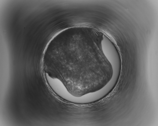 X0000095930816200802081215