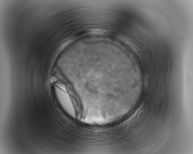 X0000095930829200802081215
