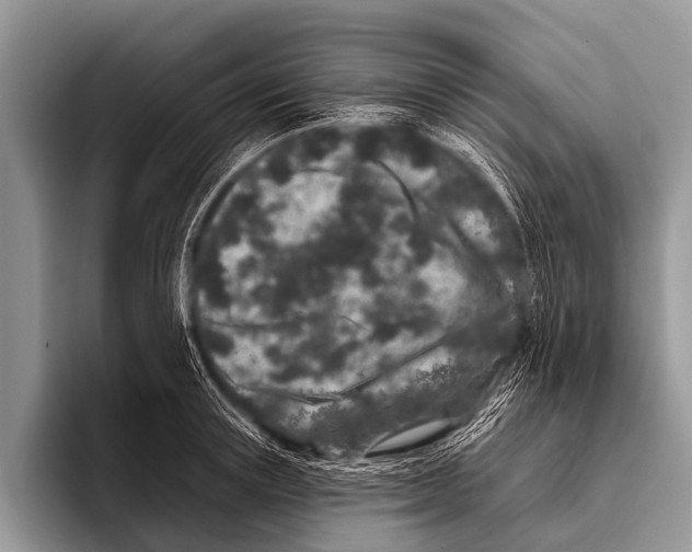 X0000095930851200802081215