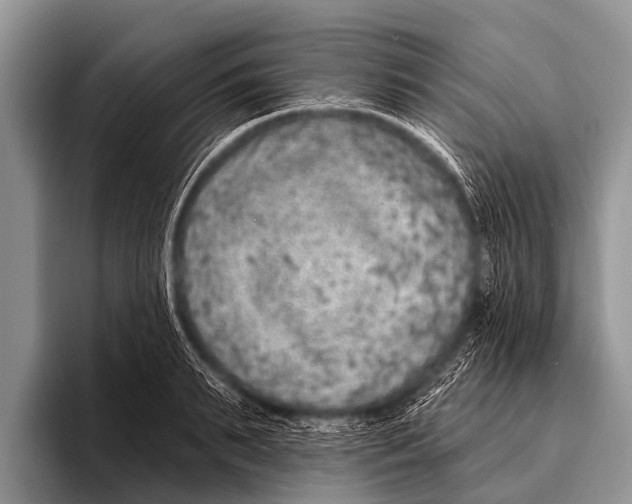 X0000095930895200802081214