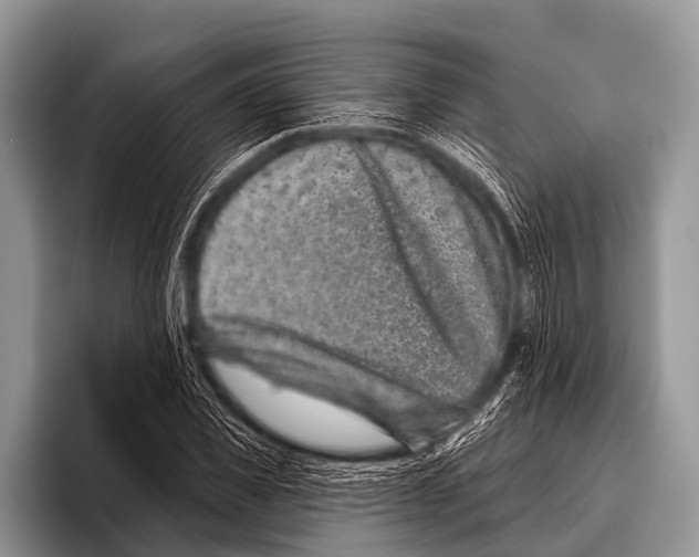 X0000095930925200802081213