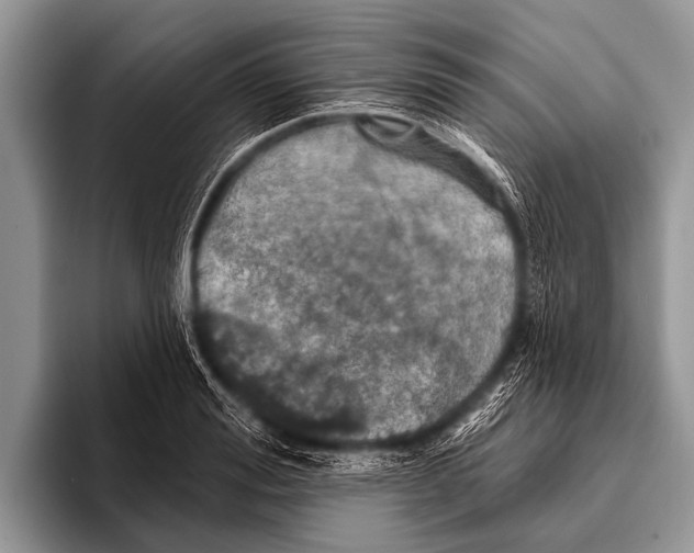 X0000095930988200802081213