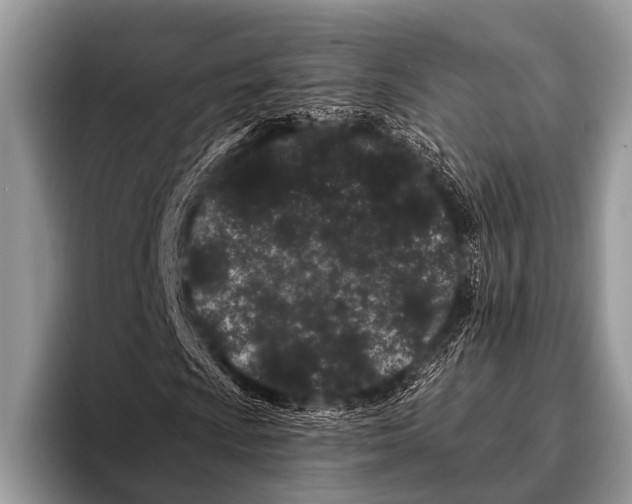 X0000095931009200802081212