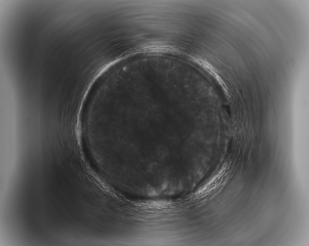 X0000095931024200802081212