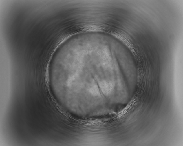 X0000095931031200802081212