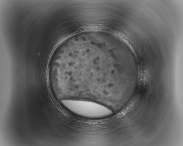 X0000095931035200802081212