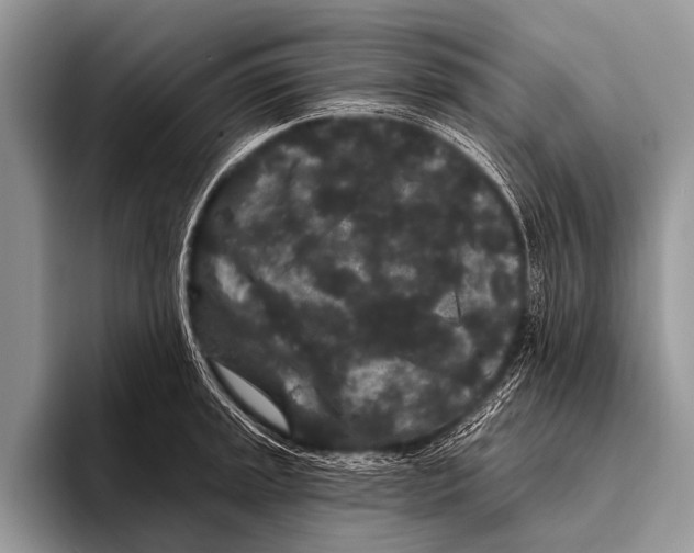 X0000095931045200802081212