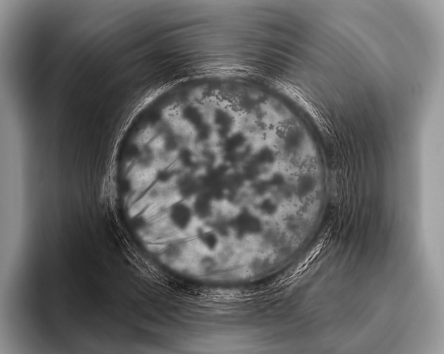 X0000095931071200802081212
