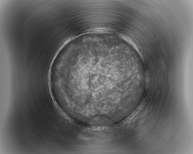 X0000095931091200802081212