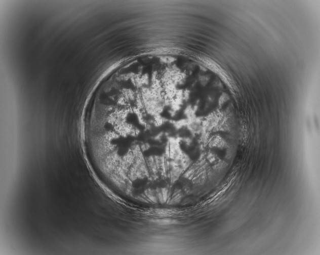 X0000095931095200802081211