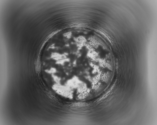 X0000095931117200802081211